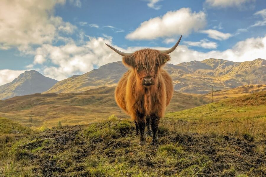 From Glasgow: Loch Lomond, Trossachs & Stirling Castle Tour - The Trossachs drive: lochs, forests, and Rob Roy country