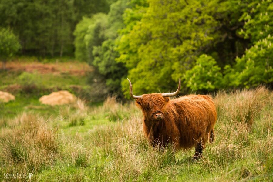 From Glasgow: Scottish Highlands & Isle of Skye 5-Day Tour - Comfort, Rooms, and Solo Travel Choices