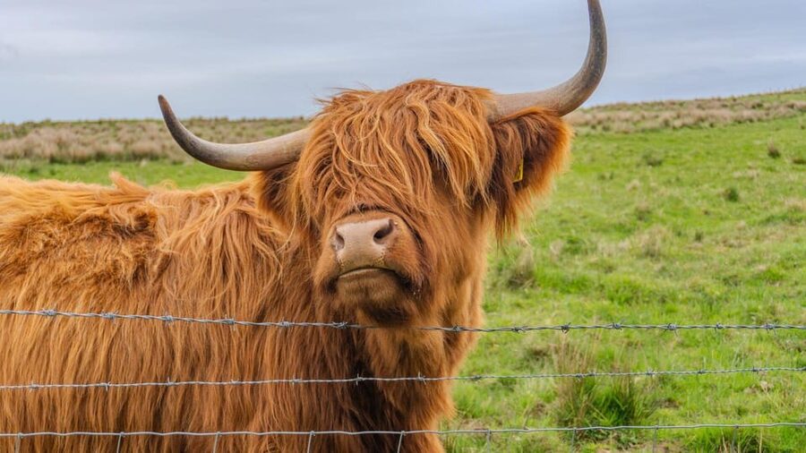 From Inverness: Cawdor Castle and Cairngorms National Park - A One-Day Highlands Mix: Cairns, Castle, Coos, and Cairngorms