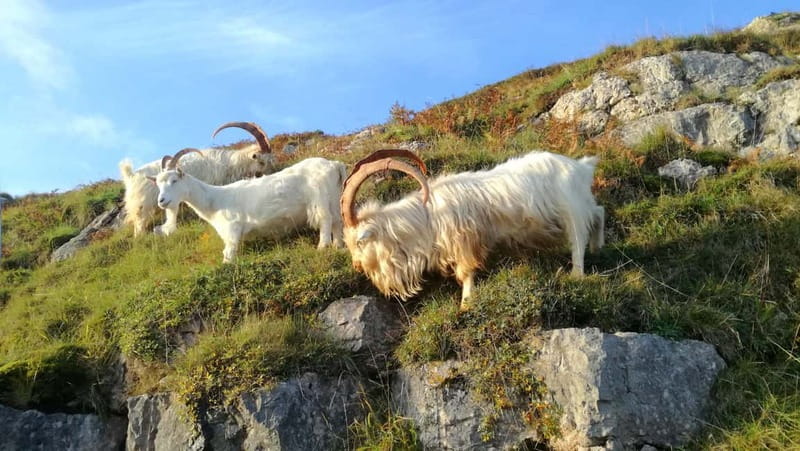 From Llandudno: Portmeirion, Snowdonia and Castles Tour - Should You Book This Conwy, Portmeirion, and Snowdonia Tour from Llandudno?