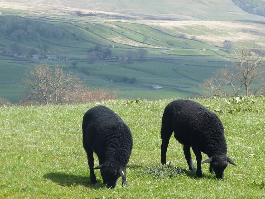 From York: Full-Day Yorkshire Dales Tour - Hawes free time and Wensleydale Creamery: cheese tasting done right