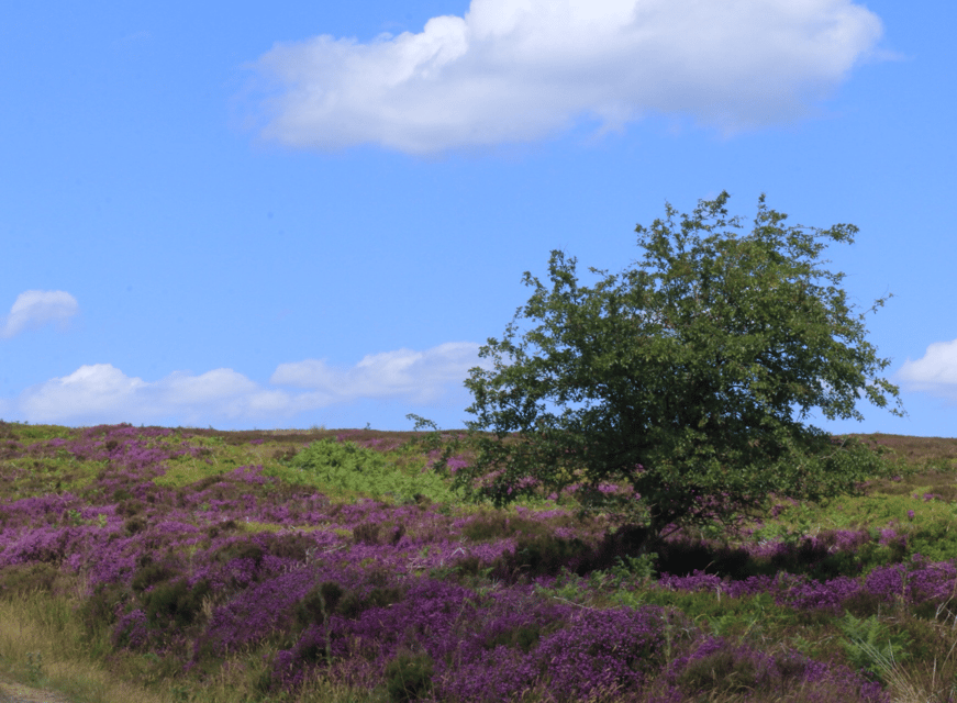 From York: North Moors and Whitby Tour - The Steam Train Ride: A Different Pace Into Whitby