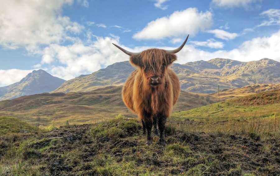 Greenock: Shore Excursion to Stirling Castle and Loch Lomond - Price and value: what $92 includes, and what to budget for