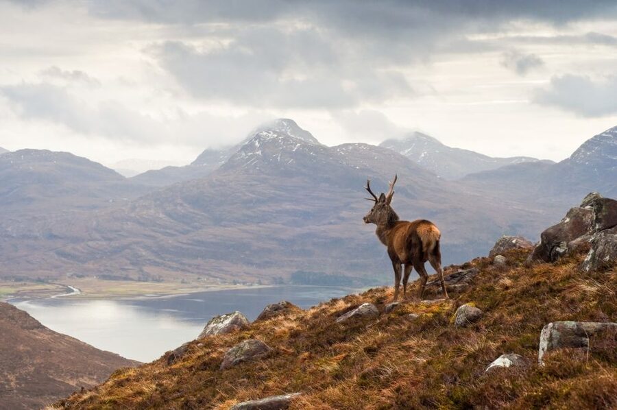 Inverness: Applecross, Loch Carron & Wild Highlands Day Tour - Should You Book This Inverness to Applecross Day Tour?