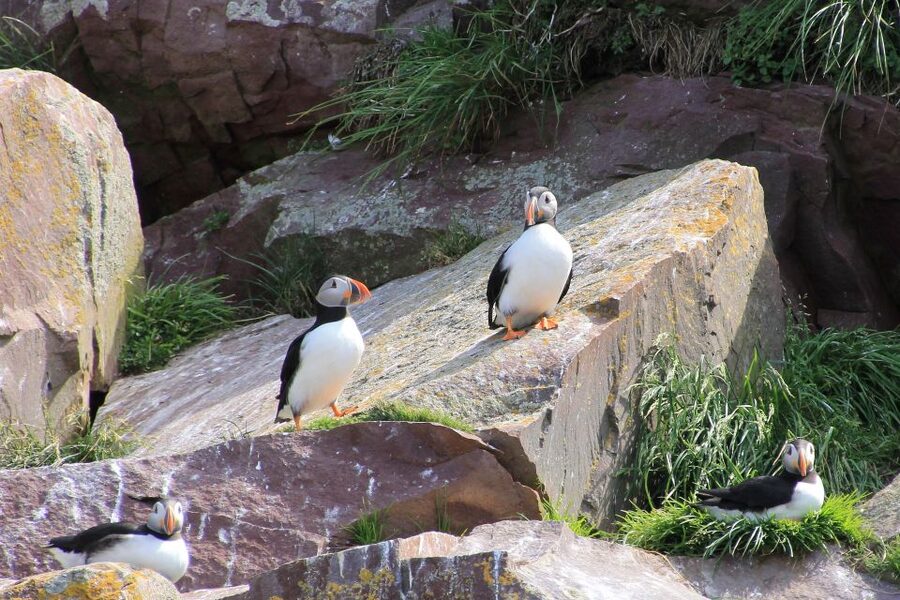 Inverness: John O'Groats and the Far North Day Tour - John OGroats: cliff paths, the signpost photo, and puffins or seals