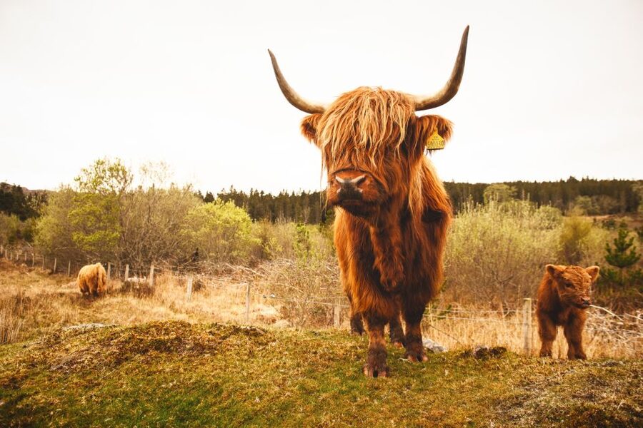 Isle of Skye and the Highlands 5-Day Tour from Edinburgh - Eilean Donan, Ben Nevis Corridor, and Glencoe’s High Emotion Moments
