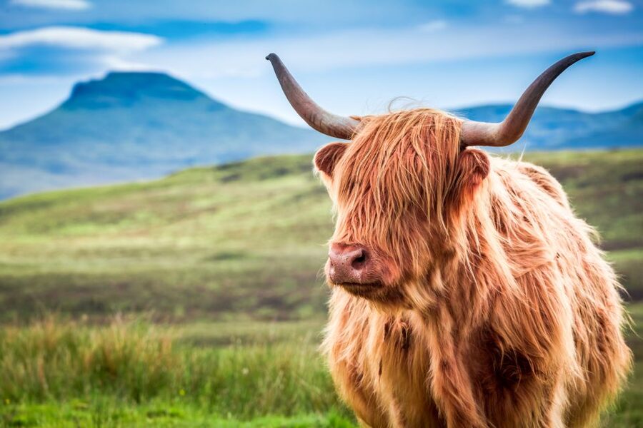 Isle of Skye & The Highlands: 3-Day Guided Tour from Glasgow - Portree lunch and Loch Ness: two icons, one big weather-dependent day