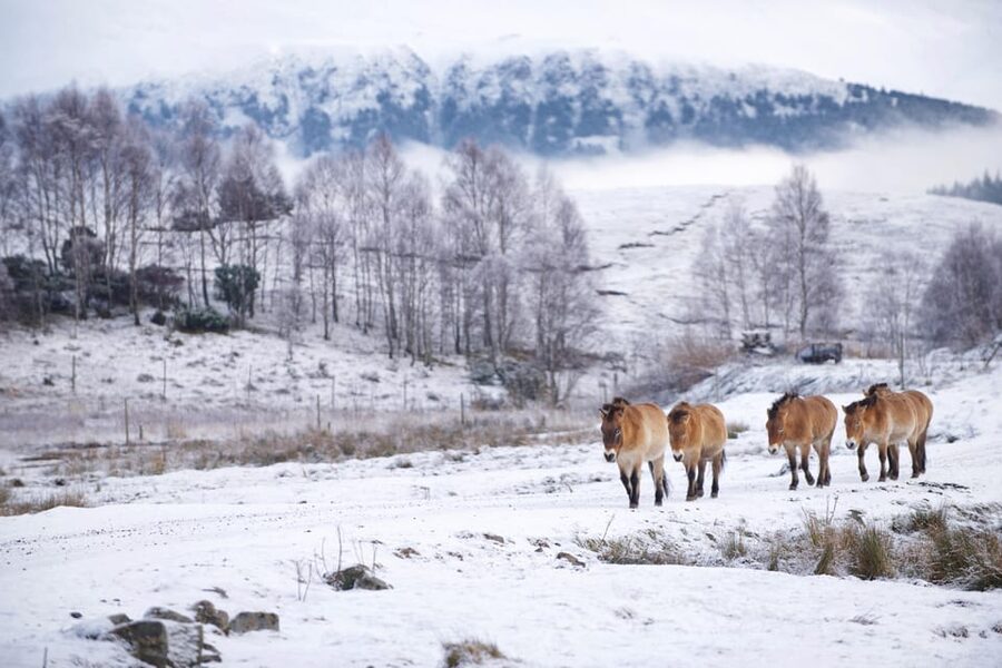 Kingussie: Highland Wildlife Park Entry Ticket - Quick hits before you go