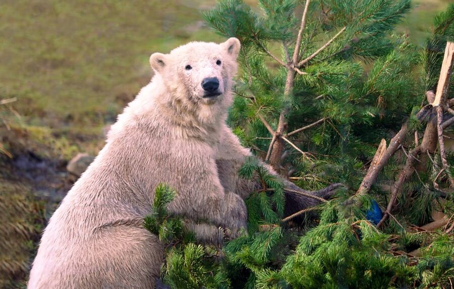Kingussie: Highland Wildlife Park Entry Ticket - Kingussie Wildlife Park: What makes it feel different