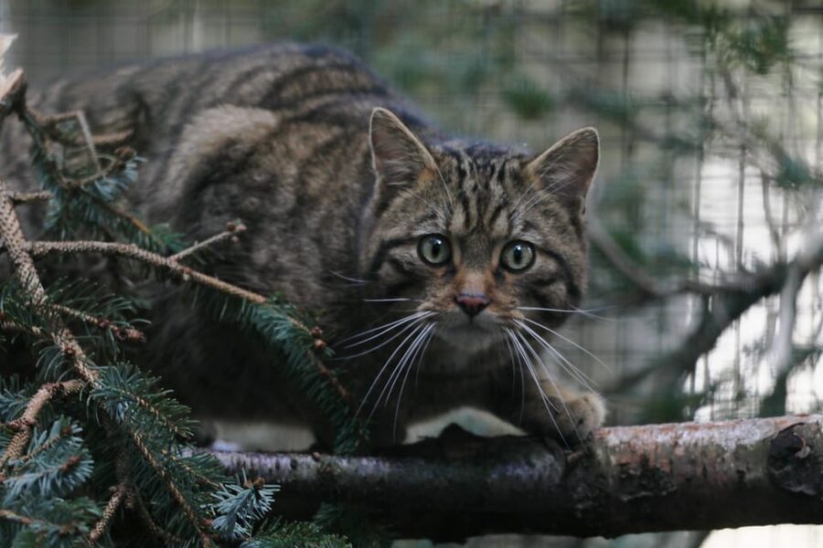 Kingussie: Highland Wildlife Park Entry Ticket - Talks, tours, and the keepers who actually explain stuff