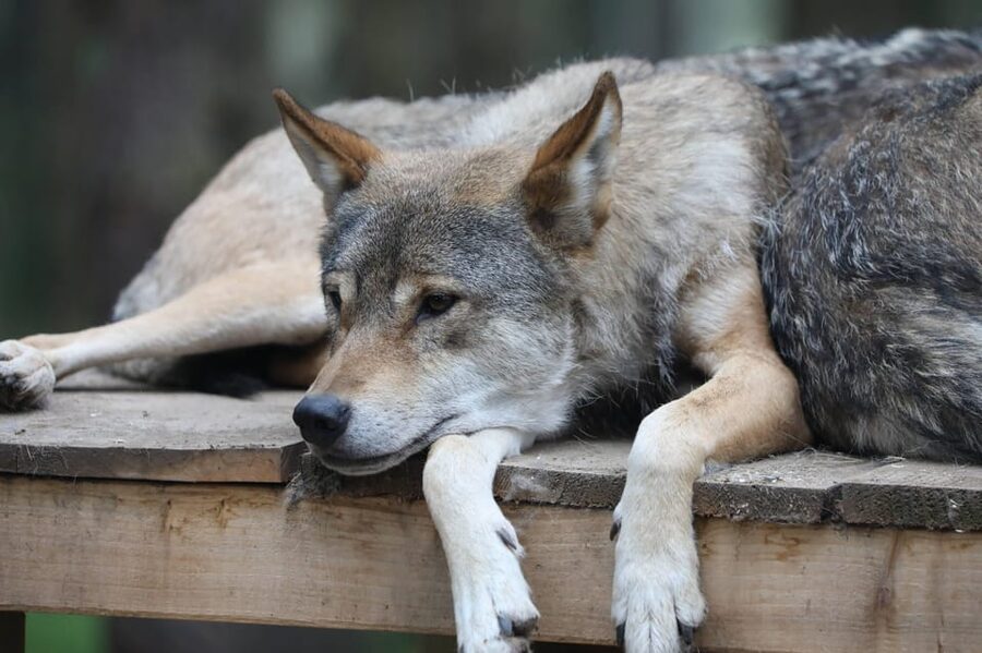 Kingussie: Highland Wildlife Park Entry Ticket - How long should you plan for a real 1-day visit