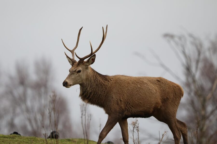 Kingussie: Highland Wildlife Park Entry Ticket - Start at Scotland’s Wildlife Discovery Centre and hilltop den