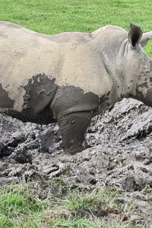 Knowsley: Safari Entry Tickets - The 550-acre safari drive: your car as the best viewing tool