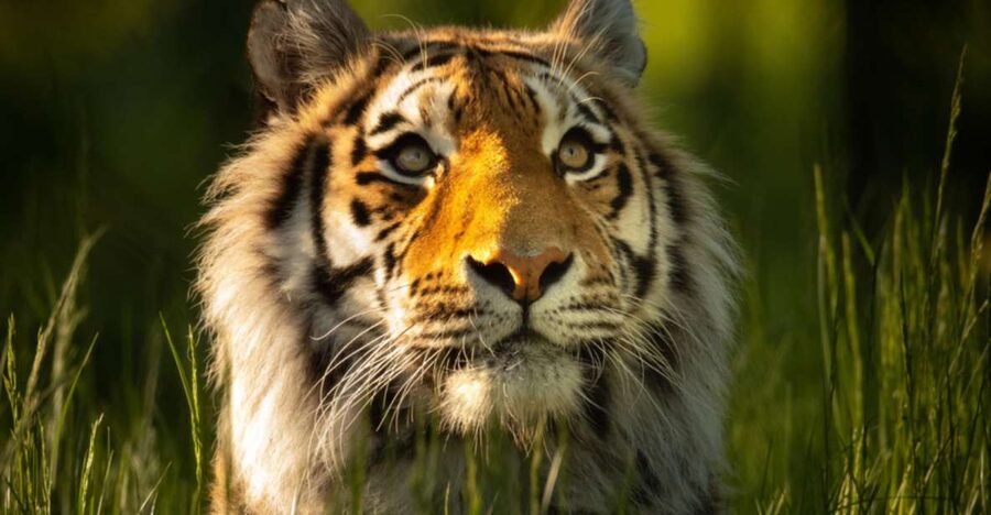 Knowsley: Safari Entry Tickets - The foot safari: where the animals feel closer and you slow down