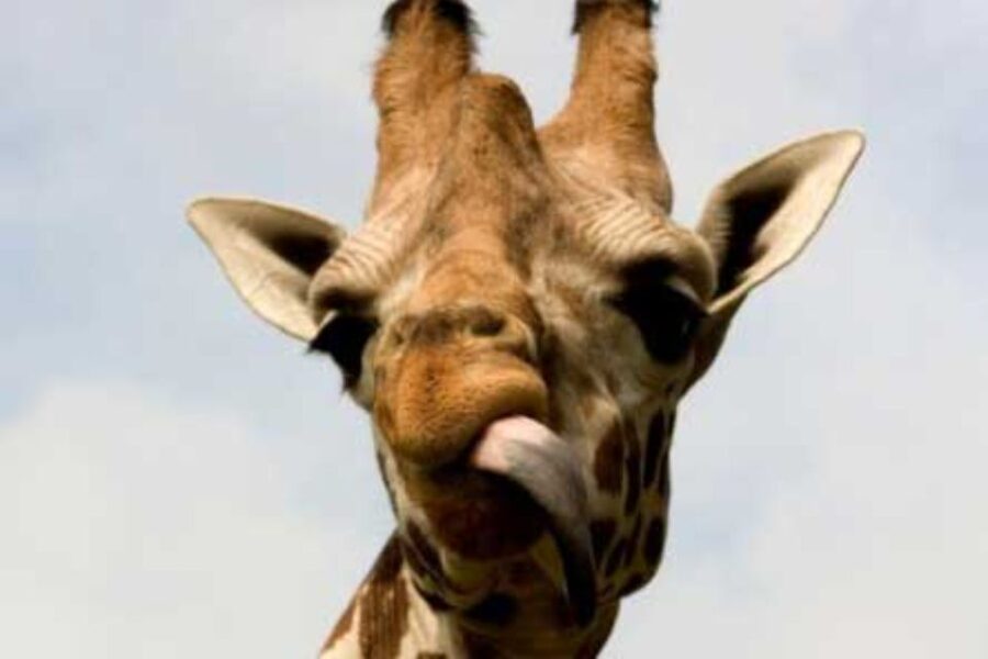 Knowsley: Safari Entry Tickets - The lake walk: why the calm part is part of the value