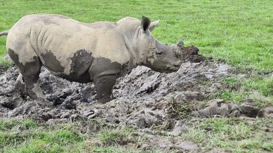 Knowsley: Safari Entry Tickets - Price and value: what $33 gets you, and where costs can rise