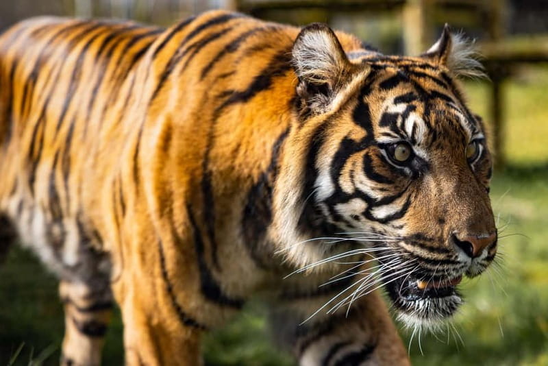 Leicestershire: Twycross Zoo Entry Ticket - Twycross Zoo at a glance: 100 acres of conservation and family fun