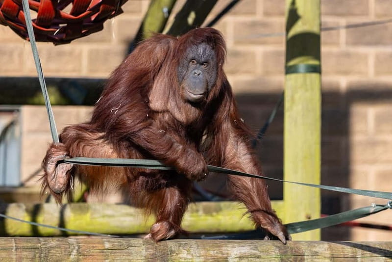 Leicestershire: Twycross Zoo Entry Ticket - Entering the zoo smoothly: parking, getting oriented, and timing
