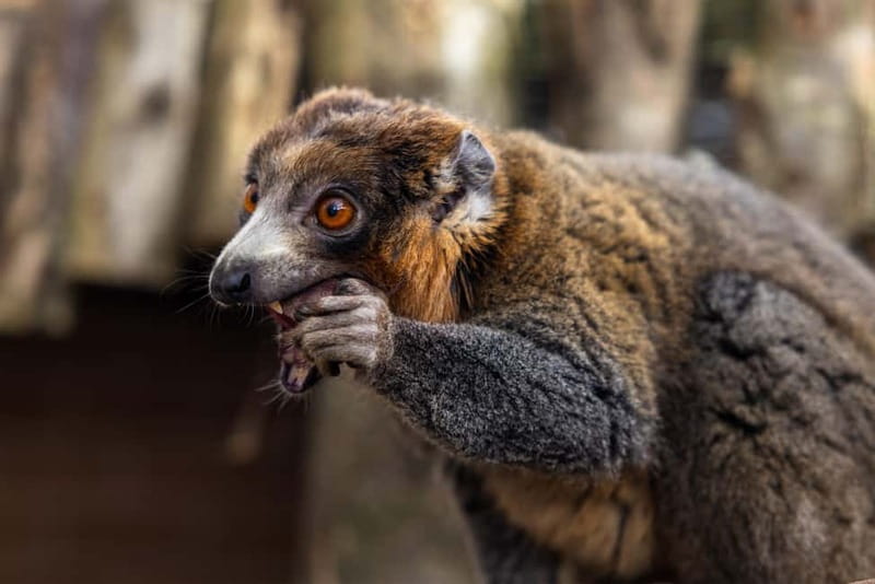 Leicestershire: Twycross Zoo Entry Ticket - Food breaks: where to refuel without losing time