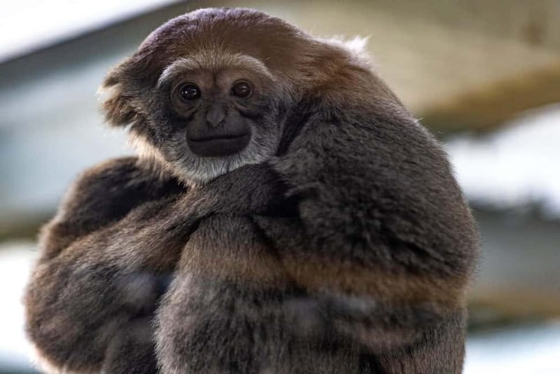 Leicestershire: Twycross Zoo Entry Ticket - Crowds, queues, and construction: realistic expectations