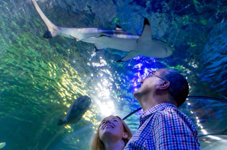 Loch Lomond: Sea Life Entrance Ticket - Key Points Before You Go