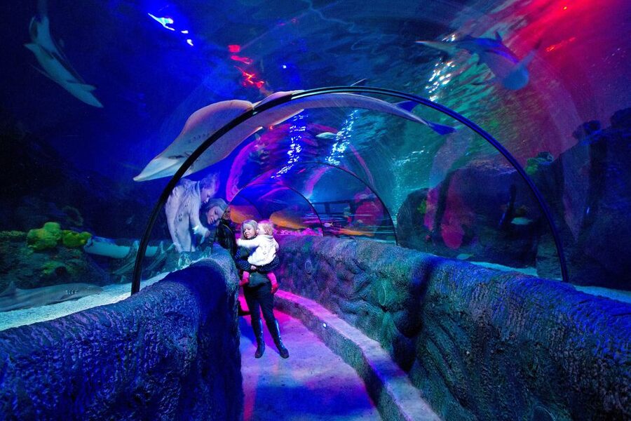 Loch Lomond: Sea Life Entrance Ticket - Lair of Claws and the Predator-First Thinking