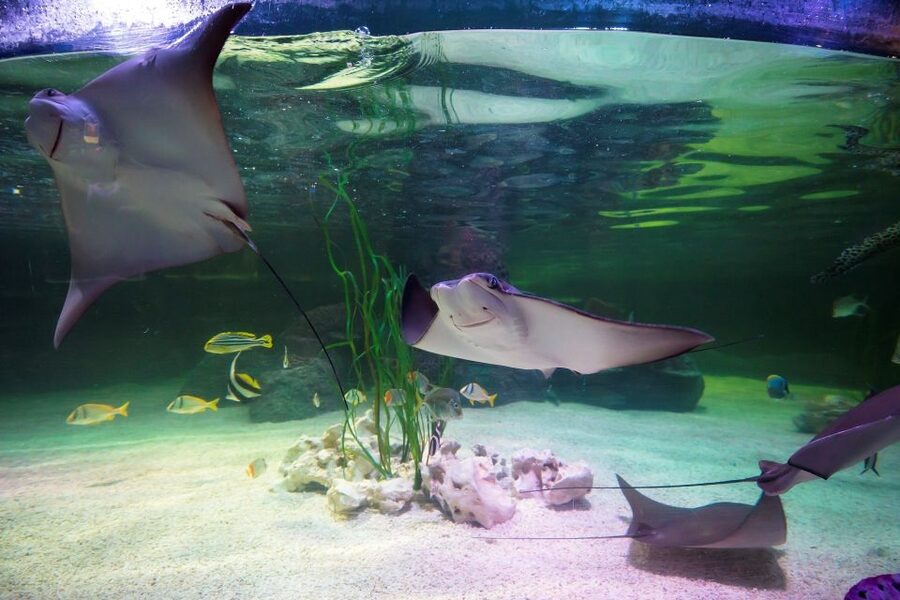 Loch Lomond: Sea Life Entrance Ticket - Tropical Ocean Tunnel and Close-Up Shark Encounters