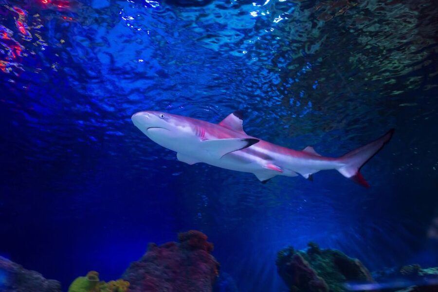 Loch Lomond: Sea Life Entrance Ticket - Blacktip Reef Sharks in the Big Ocean Tank
