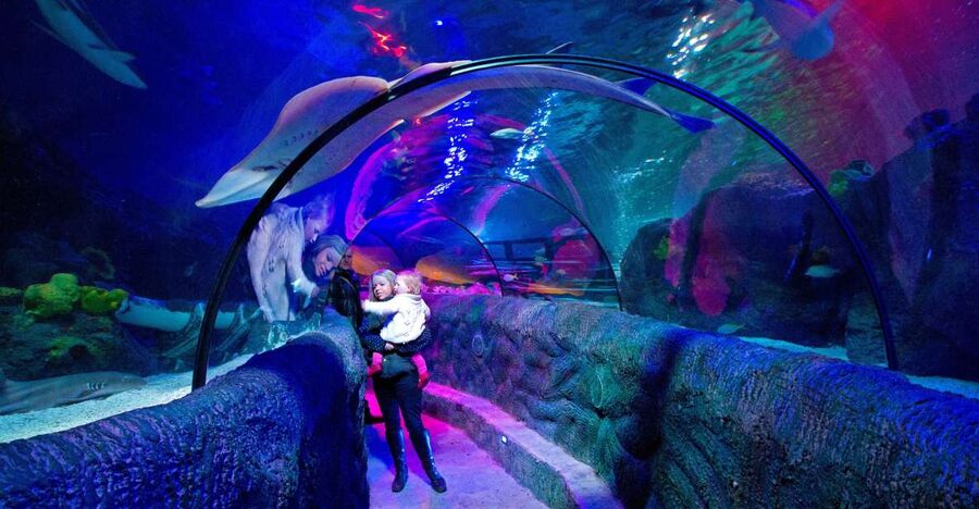 Loch Lomond: Sea Life Entrance Ticket - Your Visit Flow Through the Underwater Zones