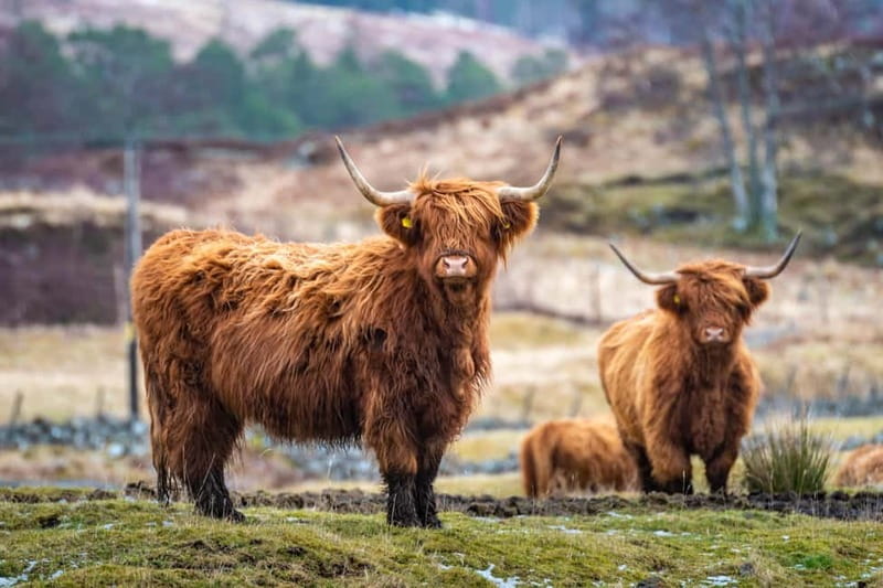 Loch Lomond, the Highlands & Hairy Coos (Small Group) - Cairngorm Coffee is your launchpad