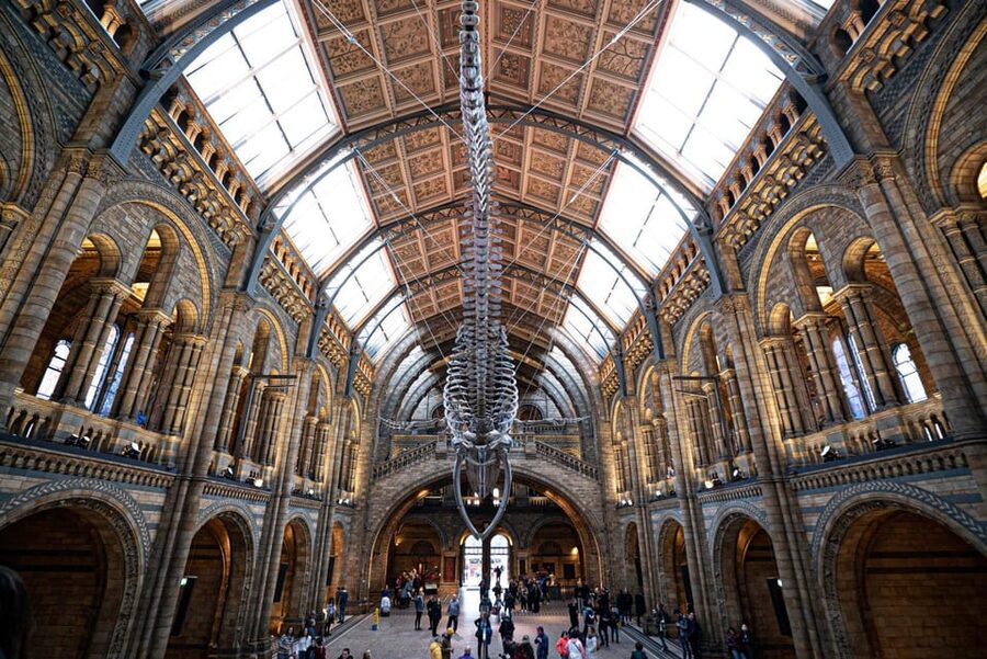 London: Guided Tour of the Natural History Museum - The Grand Hall Meets the Story of Darwin and Owen