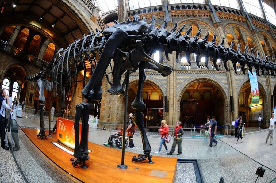 London: Guided Tour of the Natural History Museum - FAQ