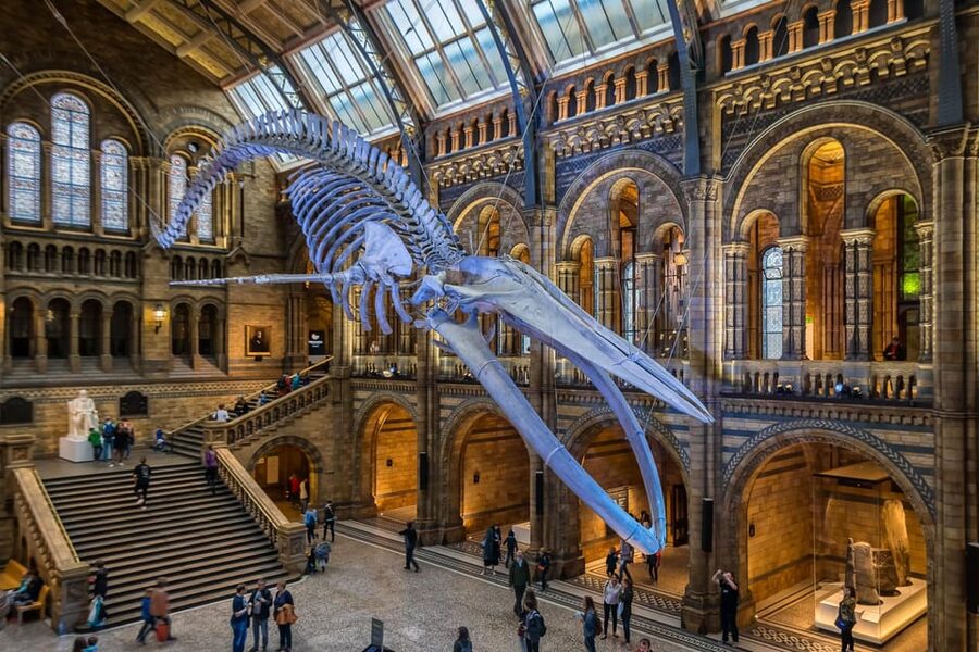 London: Guided Tour of the Natural History Museum - Dinosaur and Mammals Galleries: Easy Fossil Wins in 2 Hours