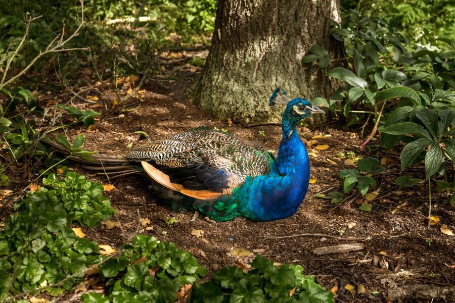 London: Kew Gardens Admission Ticket - Planning a full day through 326 acres, 3 art galleries, and Kew Palace