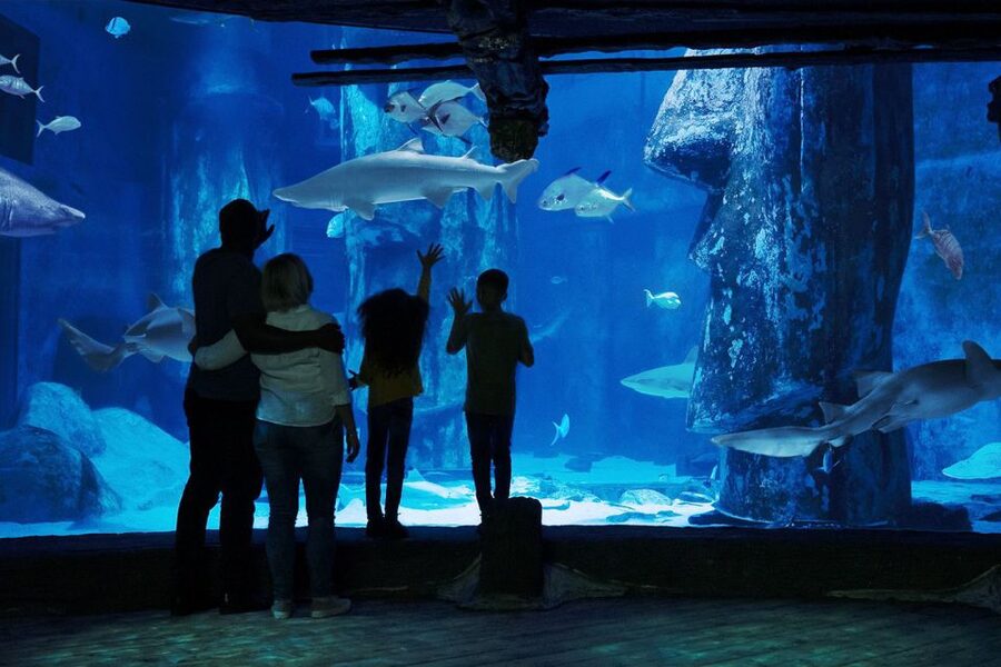 London: Madame Tussauds, London Eye & SEA LIFE Combo Ticket - SEA LIFE London Aquarium: 14 themed zones across 3 floors