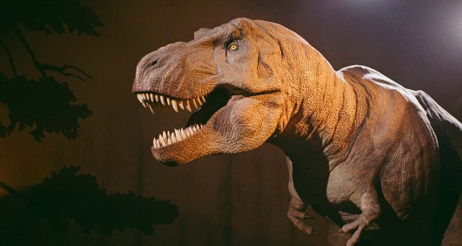 London: Natural History Museum Express Tour & Audio App - Using the Audio App Smoothly: Bring Headphones and Get the QR Download Done