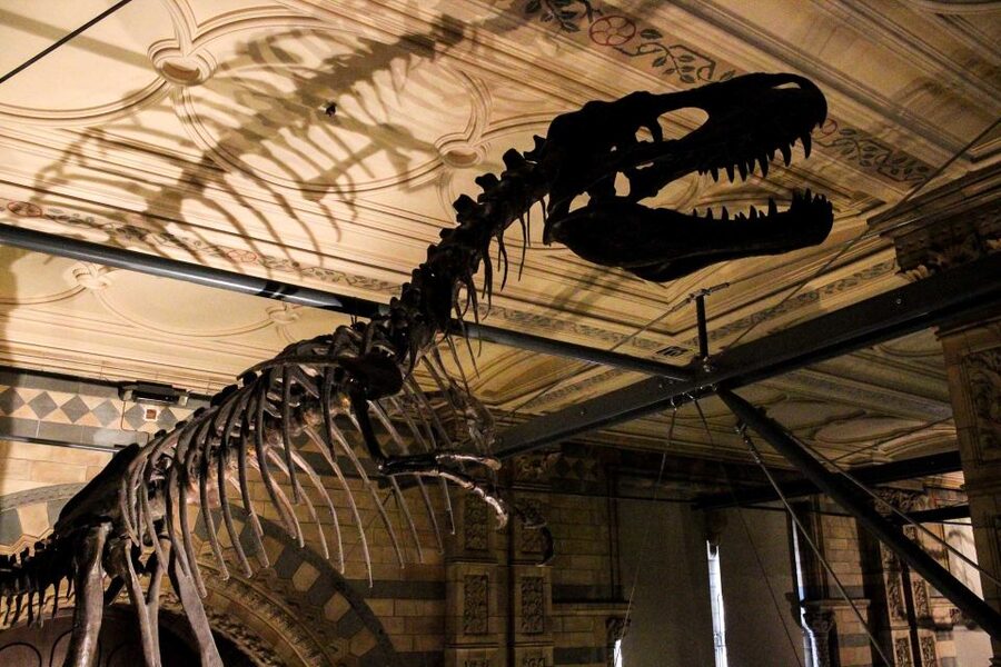 London: Natural History Museum Guided Tour - Dodo, Darwin, and the moment science gets serious