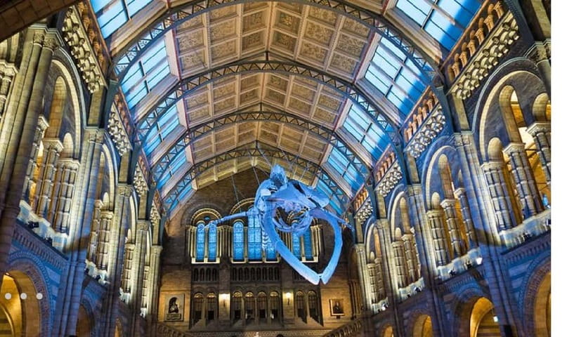London: Natural History Museum Guided Tour w/ Priority Entry - A guide turns a big museum into a readable story