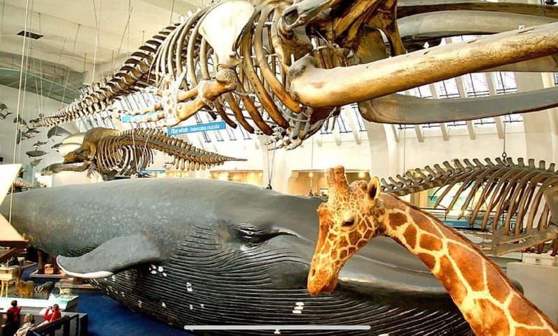 London: Natural History Museum Guided Tour w/ Priority Entry - Dinosaurs and Earth science: what you see, and why it clicks