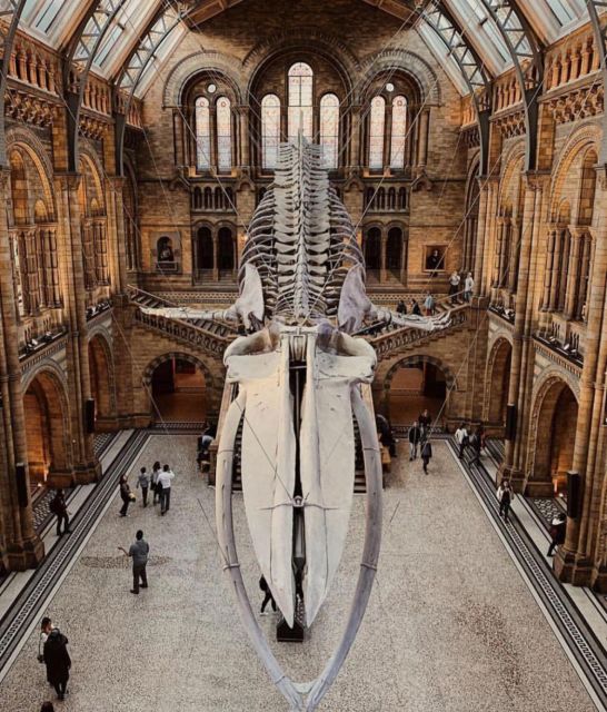London: Royal Kensington Guided Walking Tour - Museum options nearby, when to add V&A, Natural History, or Science