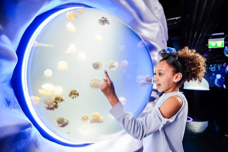 London: SEA LIFE Entry Ticket - What this ticket really gives you in London