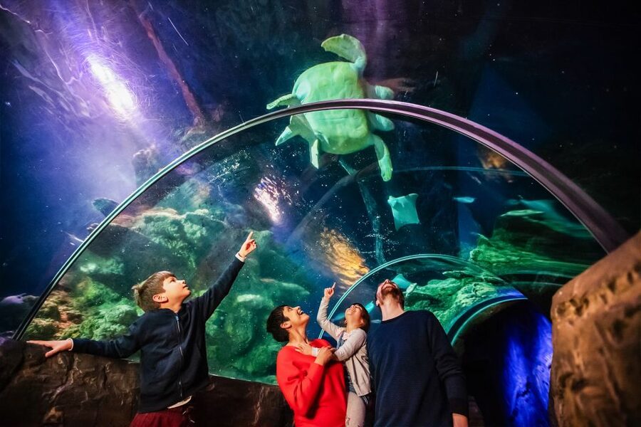London: SEA LIFE Entry Ticket - The shark scene under your feet