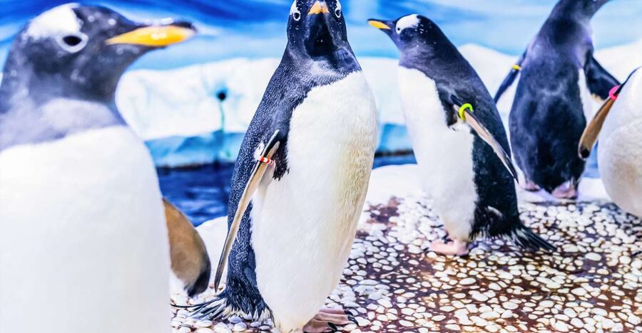 London: SEA LIFE Entry Ticket - Ice Adventure and Gentoo Penguins, if they’re on that day