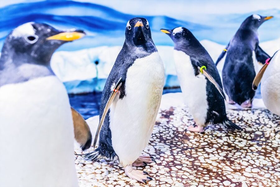 London: SEA LIFE Entry Ticket - Rainforest Adventure and Ranger Andy: the story-driven zone