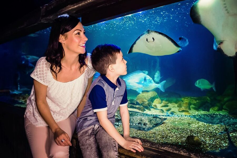 London: SEA LIFE Entry Ticket - Interactive moments, including protected hands-on areas and VR