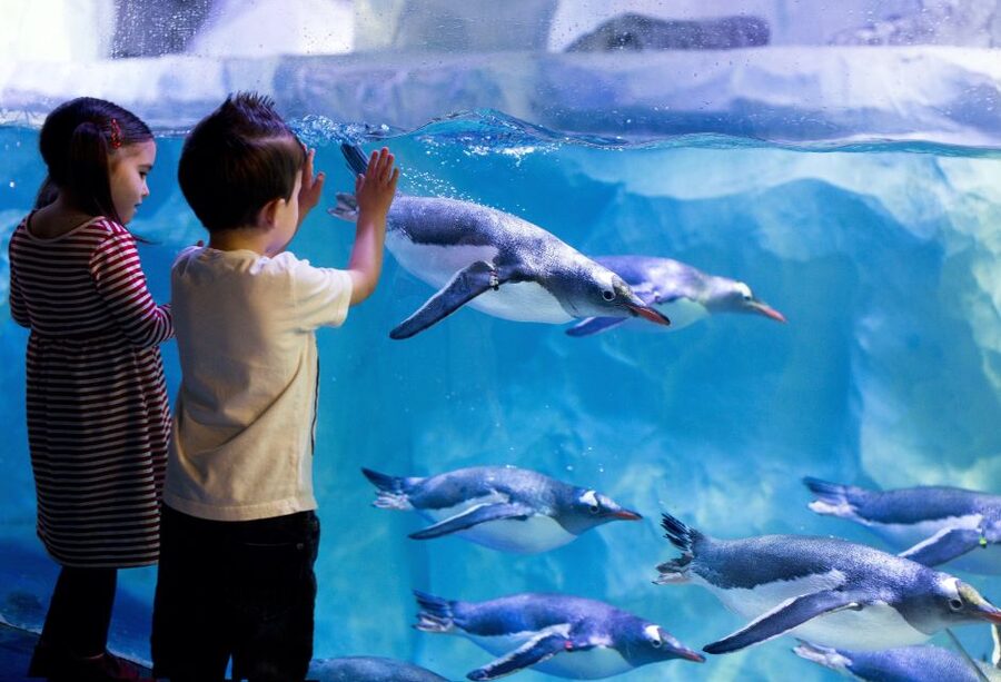 London: SEA LIFE & London Eye Combo Ticket - FAQ