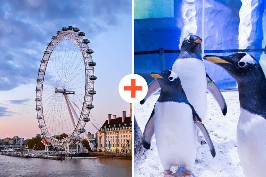 London: SEA LIFE & London Eye Combo Ticket - Value And What You Actually Get For Around $66