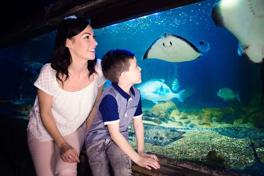 London: SEA LIFE & London Eye Combo Ticket - Who This Combo Is For (And Who Might Want A Different Mix)