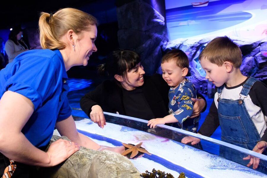 London: SEA LIFE & London Eye Combo Ticket - Price and Logistics Check: The Real-World Value Math