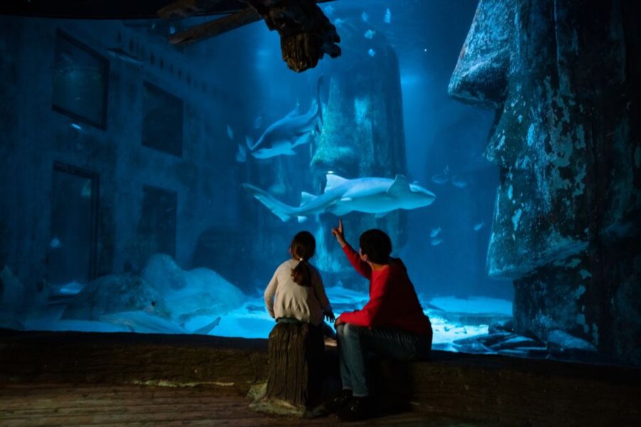 London: SEA LIFE & London Eye Combo Ticket - Should You Book This SEA LIFE and London Eye Combo Ticket?